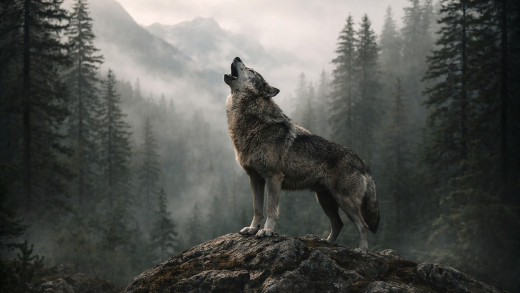 �1765154 �������(a): ����������:2560x1440